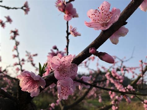 桃花樹結果|桃花 